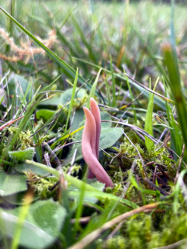 Photo © Sarah Ebdon Clavaria incarnata by Sarah Ebdon